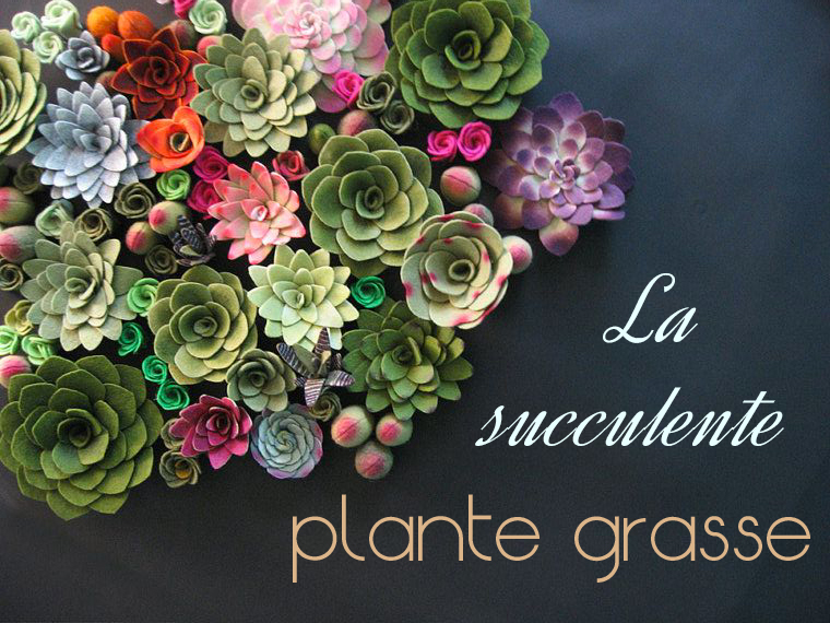 LA SUCCULENTE PLANTE GRASSE - Mademoiselle Claudine le blog