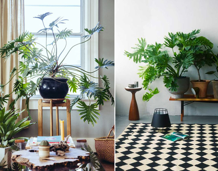 decoration-plante-interieure-exotique-xanadu-mademoiselle-claudine