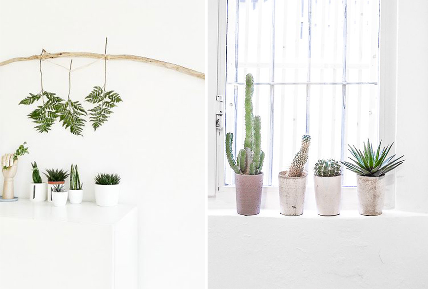 arrosage-plantes-grasse-cactus-madmeoiselle-cactus